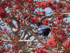 Lamprotornis australis