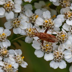 Phytocoris