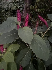 Phytolacca acinosa