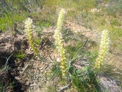 Echiostachys incanus