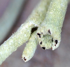Cladonia rei