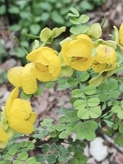 Senna wislizeni