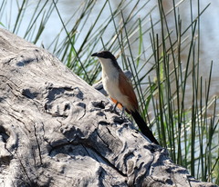 Centropus superciliosus