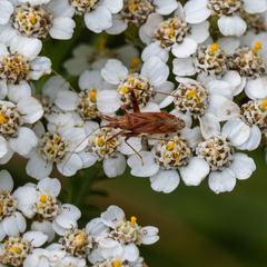 Phytocoris