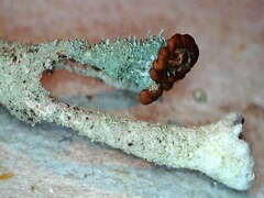 Cladonia rei