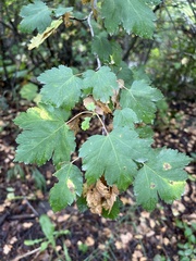 Physocarpus malvaceus