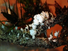 Cladonia rei