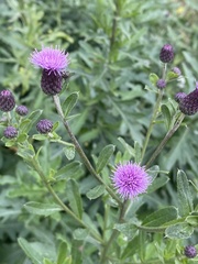 Cirsium arvense