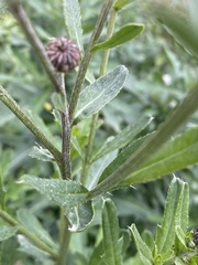 Cirsium arvense