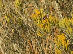 Eristalis hirta