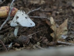 Coprinopsis lagopus