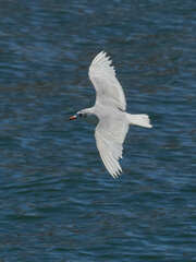 Ichthyaetus melanocephalus