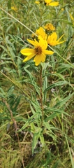 Helianthus pauciflorus