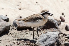 Charadrius pecuarius