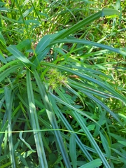 Carex lupulina