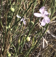 Lygodesmia juncea