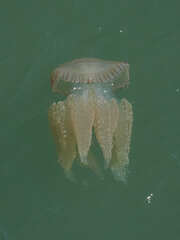 Catostylus tagi