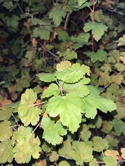 Physocarpus malvaceus