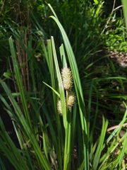 Carex typhina