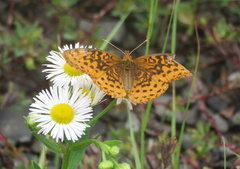 Boloria bellona