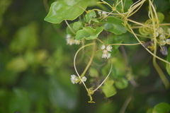 Cuscuta
