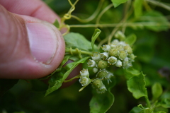 Cuscuta