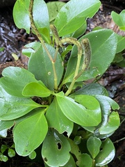 Peperomia