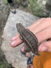 Sceloporus cowlesi