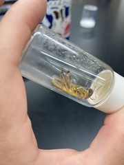 Melanoplini