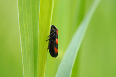 Cercopis vulnerata
