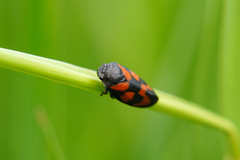 Cercopis vulnerata
