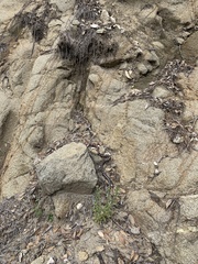 Lampropeltis knoblochi