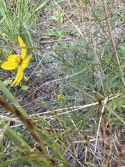 Coreopsis verticillata