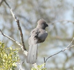 Corythaixoides concolor