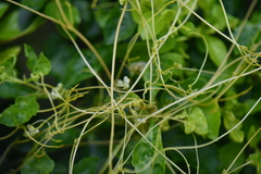 Cuscuta