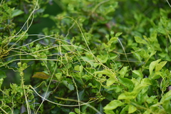 Cuscuta