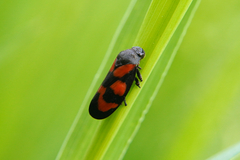Cercopis vulnerata