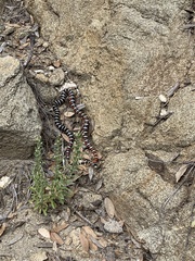 Lampropeltis knoblochi