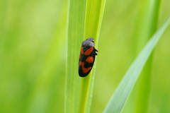 Cercopis vulnerata