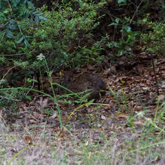 Sylvilagus palustris