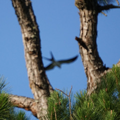 Elanoides forficatus