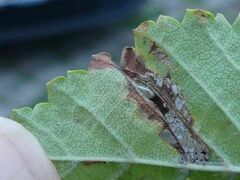 Phyllonorycter tristrigella