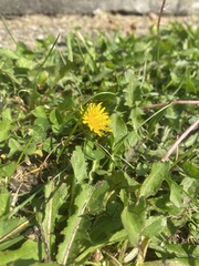 Taraxacum officinale