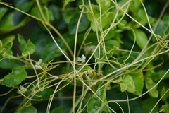 Cuscuta