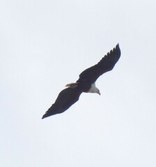 Haliaeetus vocifer