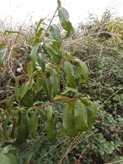 Prunus persica