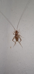 Gryllodes sigillatus