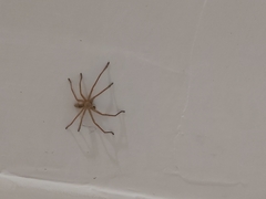 Olios sericeus