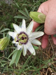 Passiflora caerulea