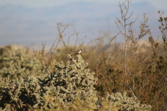 Amphispiza bilineata